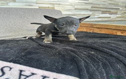 English Bull Terrier dogs for sale: English Bull Terriers Champion Bloodlines  - Image 5