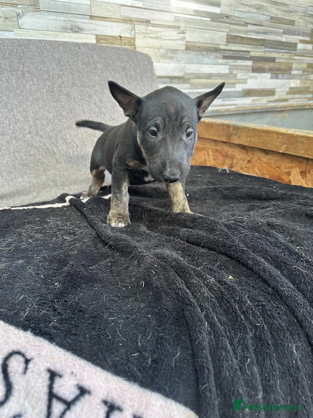 English Bull Terrier dogs for sale: English Bull Terriers Champion Bloodlines  - Image 5