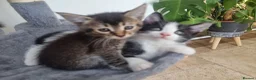 Maine Coon cats for sale: Maine Coon kittens ready to go  - Advert 12