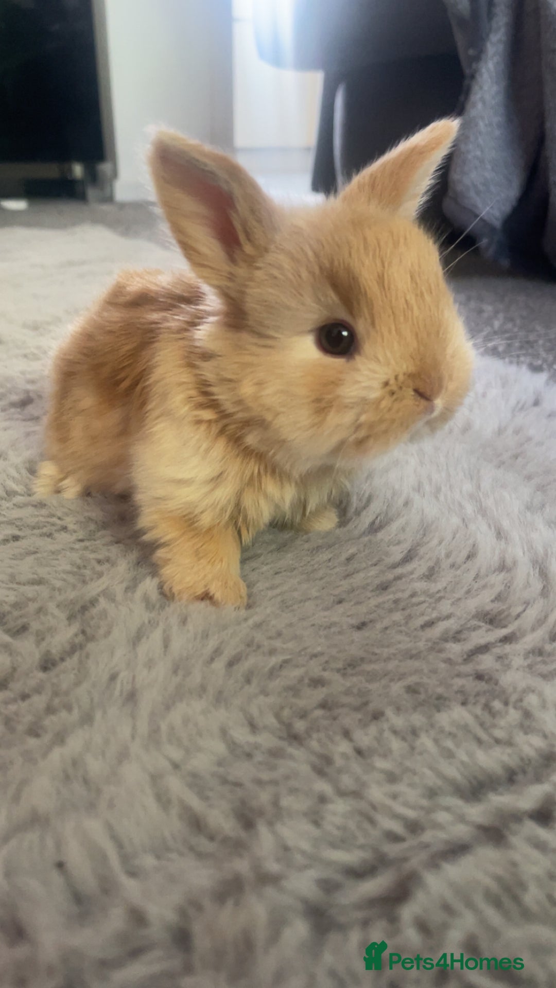 Harlequin rabbits for sale: Harlequin x mini lop bunnies for sale  - Image 2