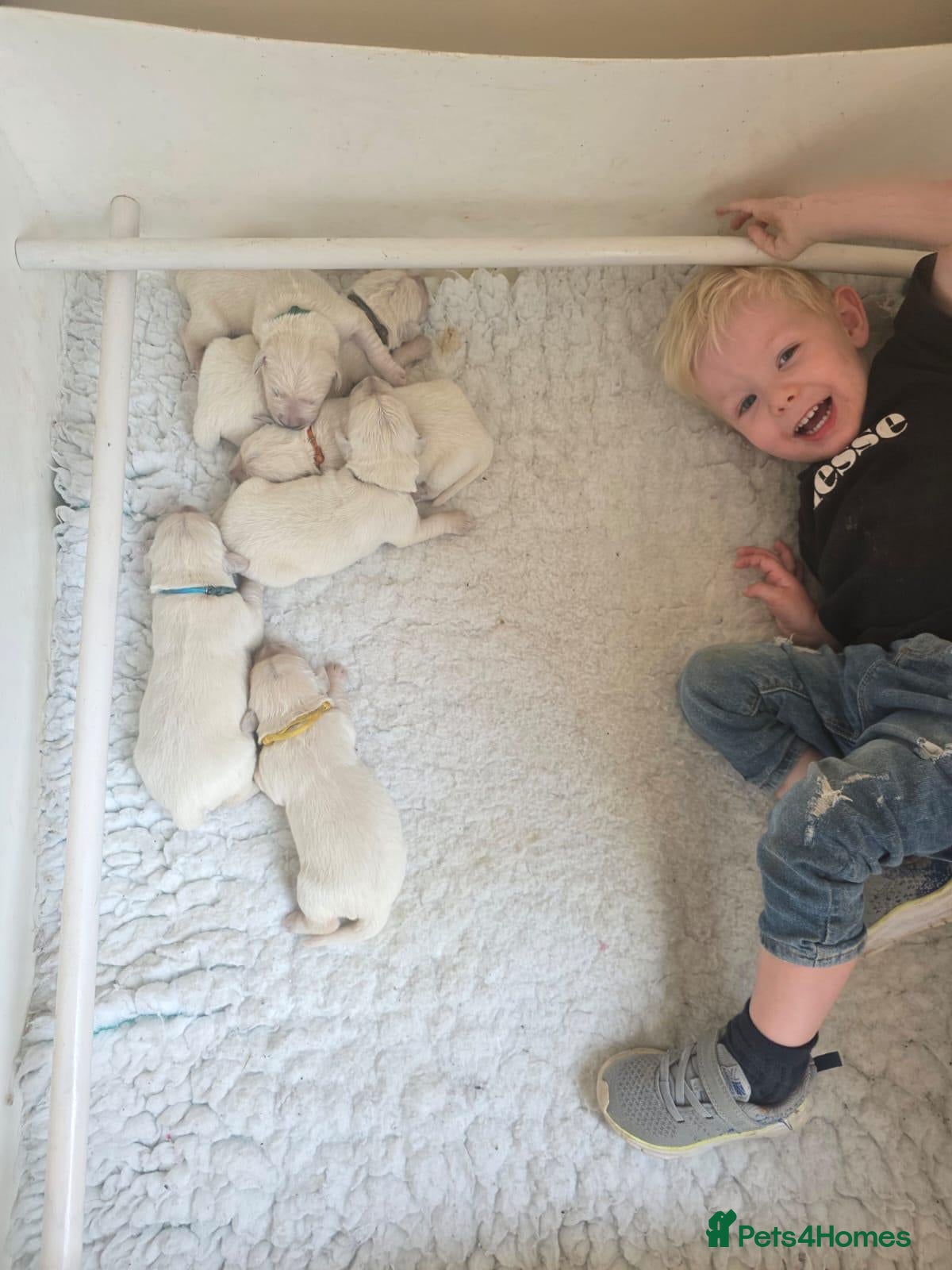 Golden Retriever dogs Palest cream puppies for sale - Advert 1