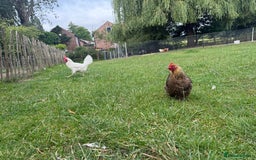 Chickens poultry for sale: 1 Cockerel and 3 hens for sale - Image 13