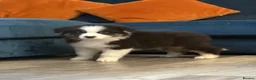 Australian Shepherd dogs for sale: Black Tri Boy KC Reg READY SUNDAY  - Advert 4