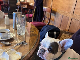 French Bulldog dogs - Advert 9