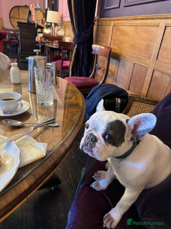 French Bulldog dogs - Advert 2