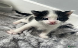 Domestic Shorthair cats for sale: Kittens for sale  - Image 10