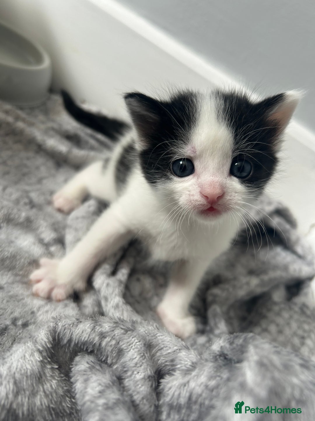 Domestic Shorthair cats for sale: Kittens for sale  - Image 10