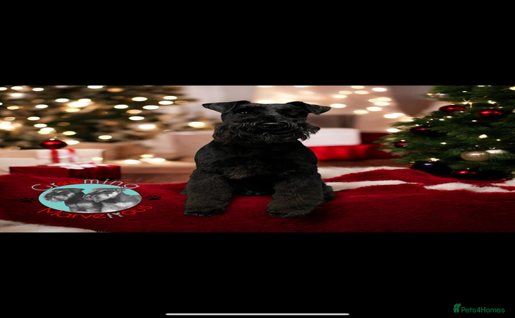 Miniature Schnauzer dogs - Advert 1