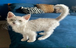 LaPerm cats for sale: Cuddly Curly LaPerm Kittens - Image 1