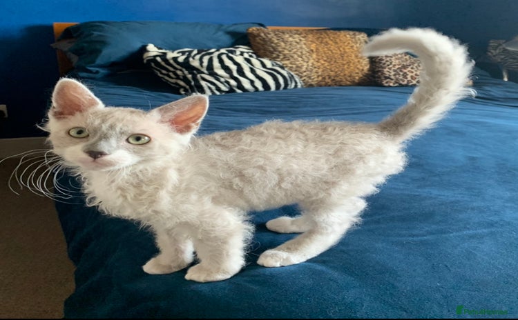 LaPerm cats - Advert 1