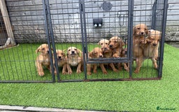 Labrador Retriever dogs for sale: Stunning kc registerd fox Red / Golders labradors  - Image 18