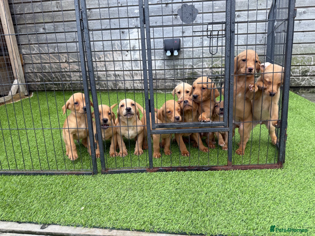 Labrador Retriever dogs for sale: Stunning kc registerd fox Red / Golders labradors  - Image 18