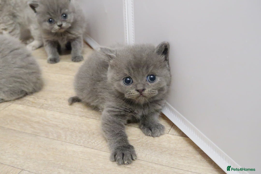 British Shorthair cats for sale: 🐾Pedigree British Shorthair Kittens – GCCF REG🐾 - Image 5