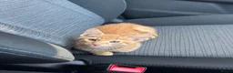 American Shorthair cats for sale: Ginger & tabby male for sale please read descripti - Advert 11