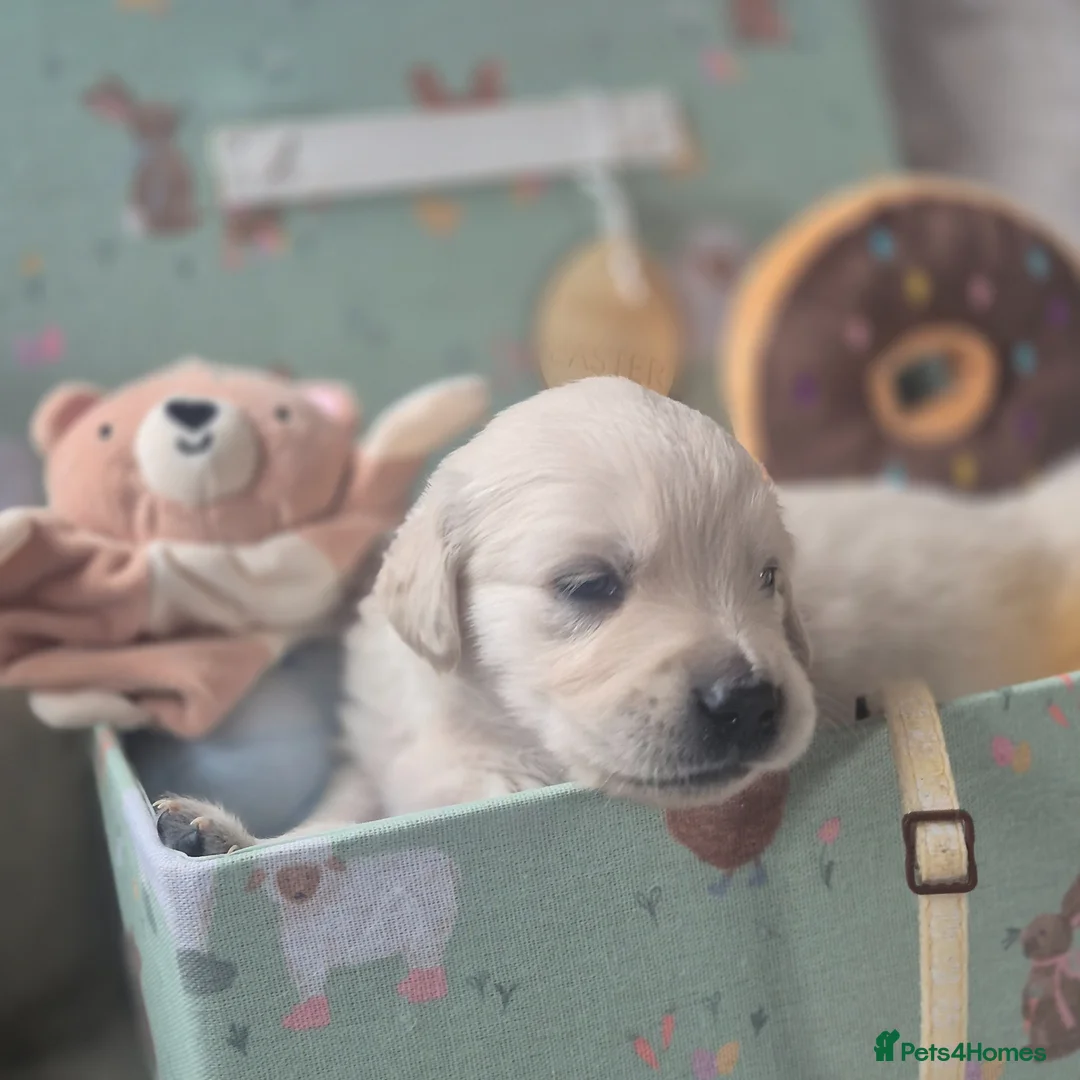 Golden Retriever dogs for sale: Beautiful Golden retriever Puppies - Advert 18