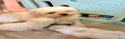 Maltese dogs for sale: Stunning korean Maltease  - Advert 2