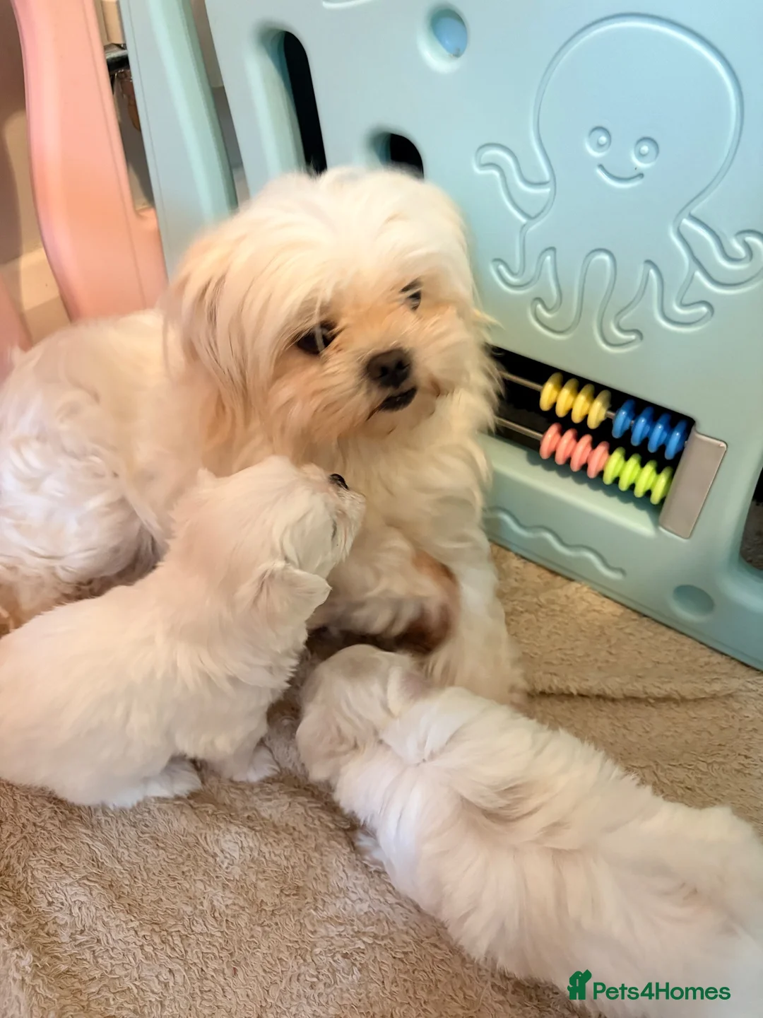 Maltese dogs for sale: Stunning korean Maltease  - Advert 2