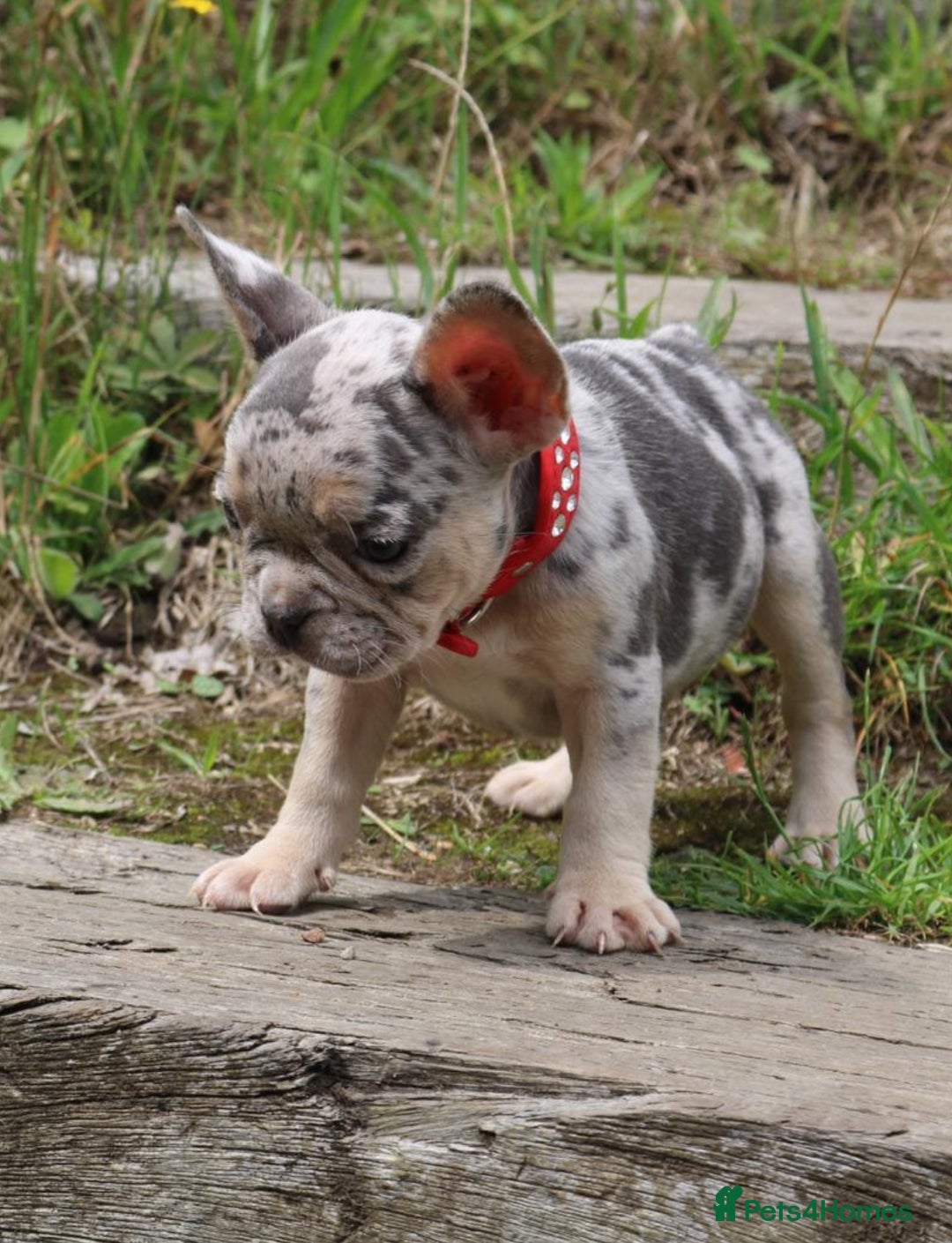 French Bulldog dogs for sale: Stunning blue & lilac merle READY for new homes 🏡 - Image 6