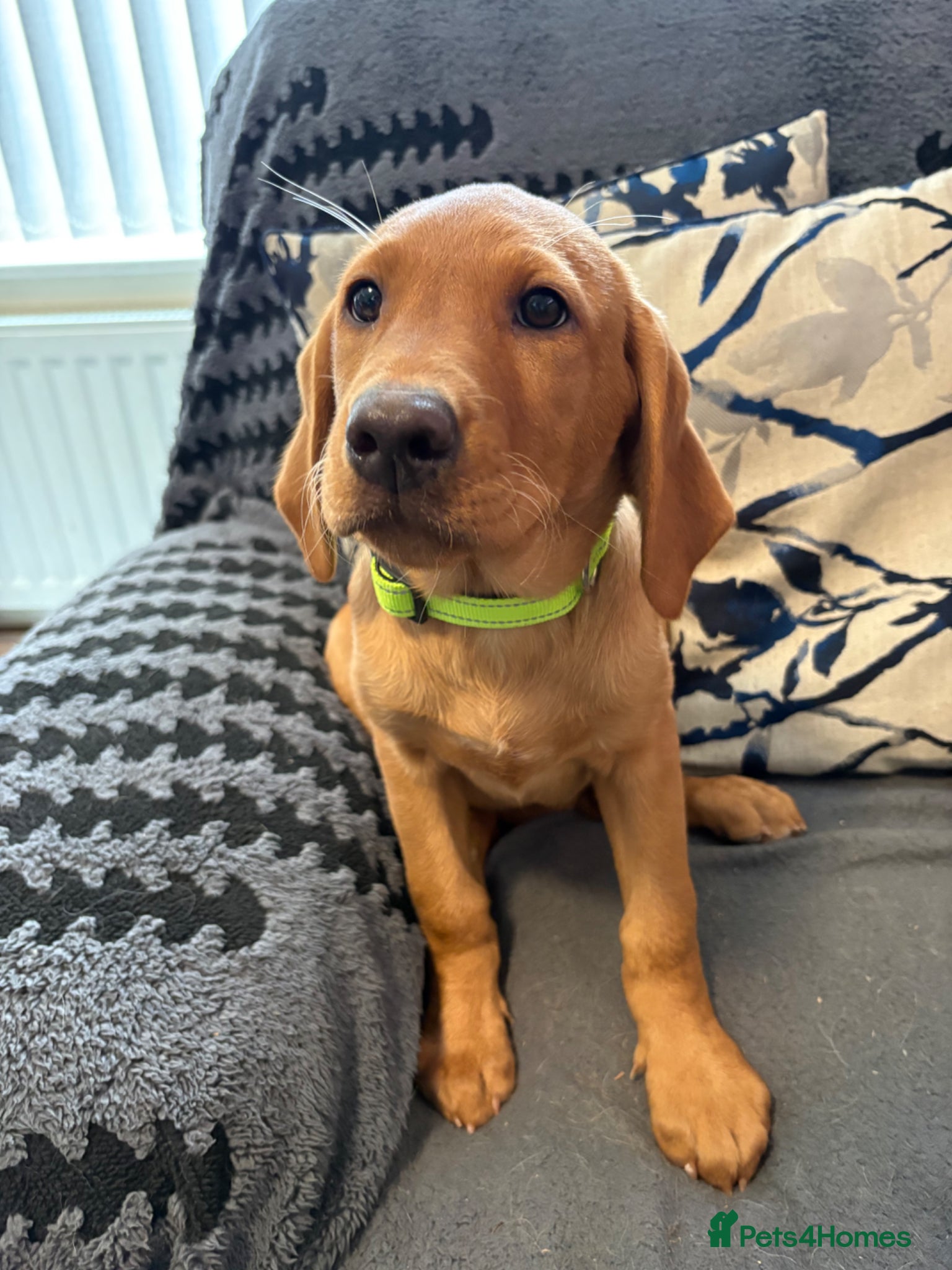 Labrador Retriever dogs READY NOW KC Registered Fox Red Labrador puppies - Advert 1