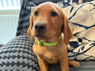 Labrador Retriever dogs READY NOW KC Registered Fox Red Labrador puppies - Advert 1