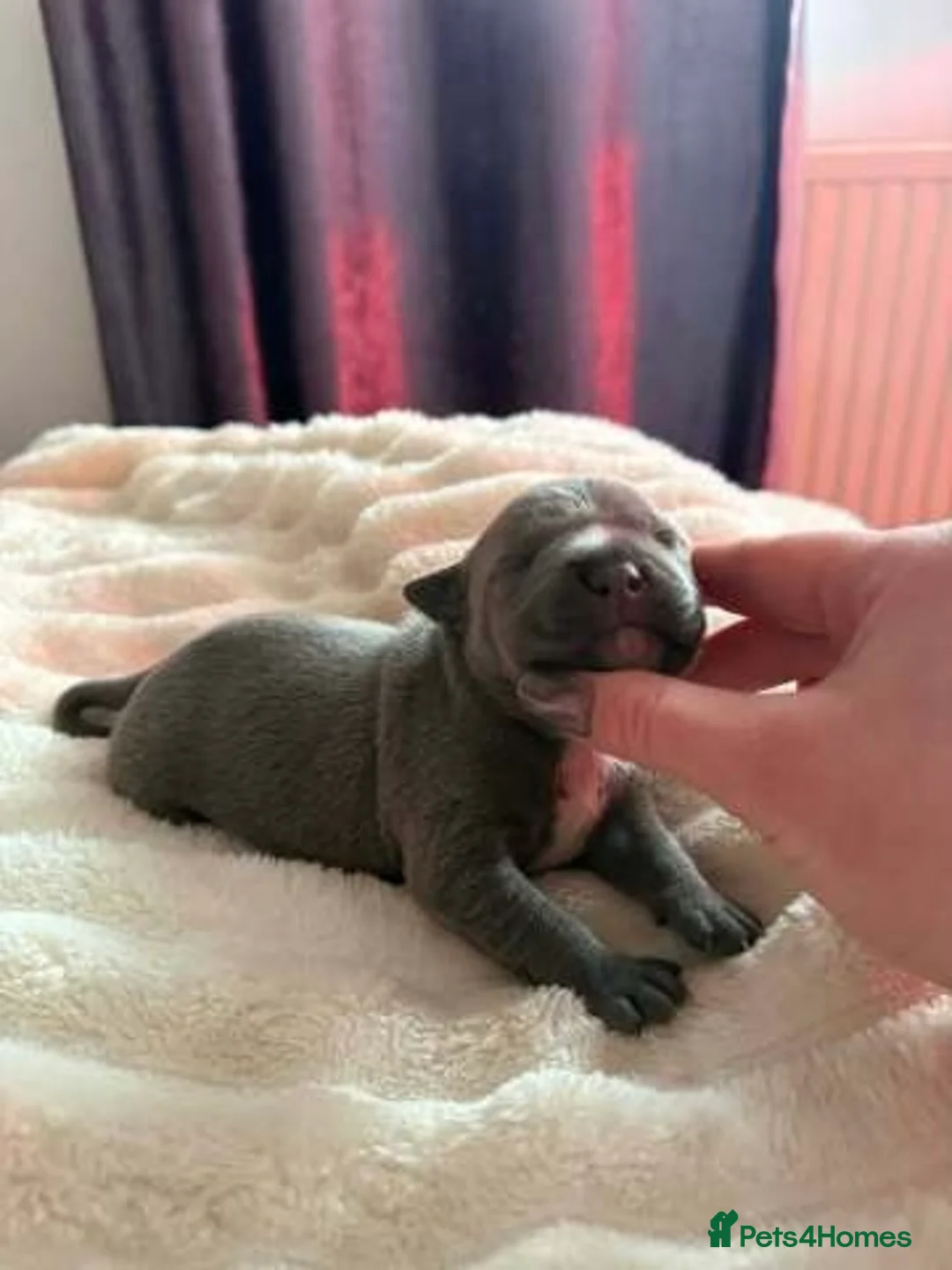 Staffordshire Bull Terrier dogs for sale: Stunning 100% Outstanding Staffy Puppies  - Advert 11