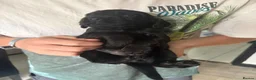 Cocker Spaniel dogs for sale: Beautiful cocker spaniel puppies - Advert 13