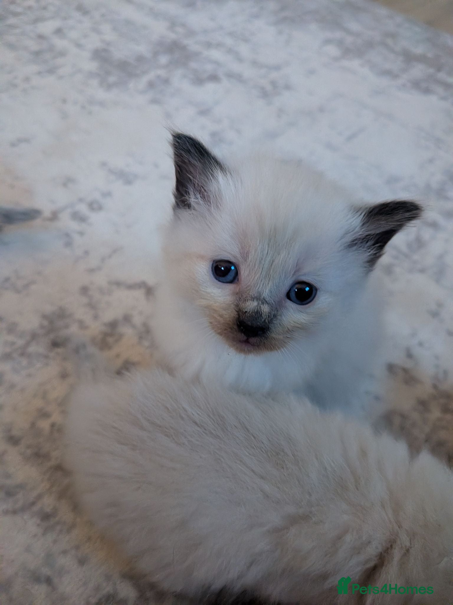 Ragdoll cats ⭐3 beautiful seal point ragdolls 2 girls 1 boy  ⭐ - Advert 7