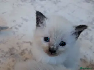 Ragdoll cats ⭐3 beautiful seal point ragdolls 2 girls 1 boy ⭐ - Advert 7