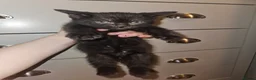 Mixed Breed cats for sale: Kittens for sale - Advert 6