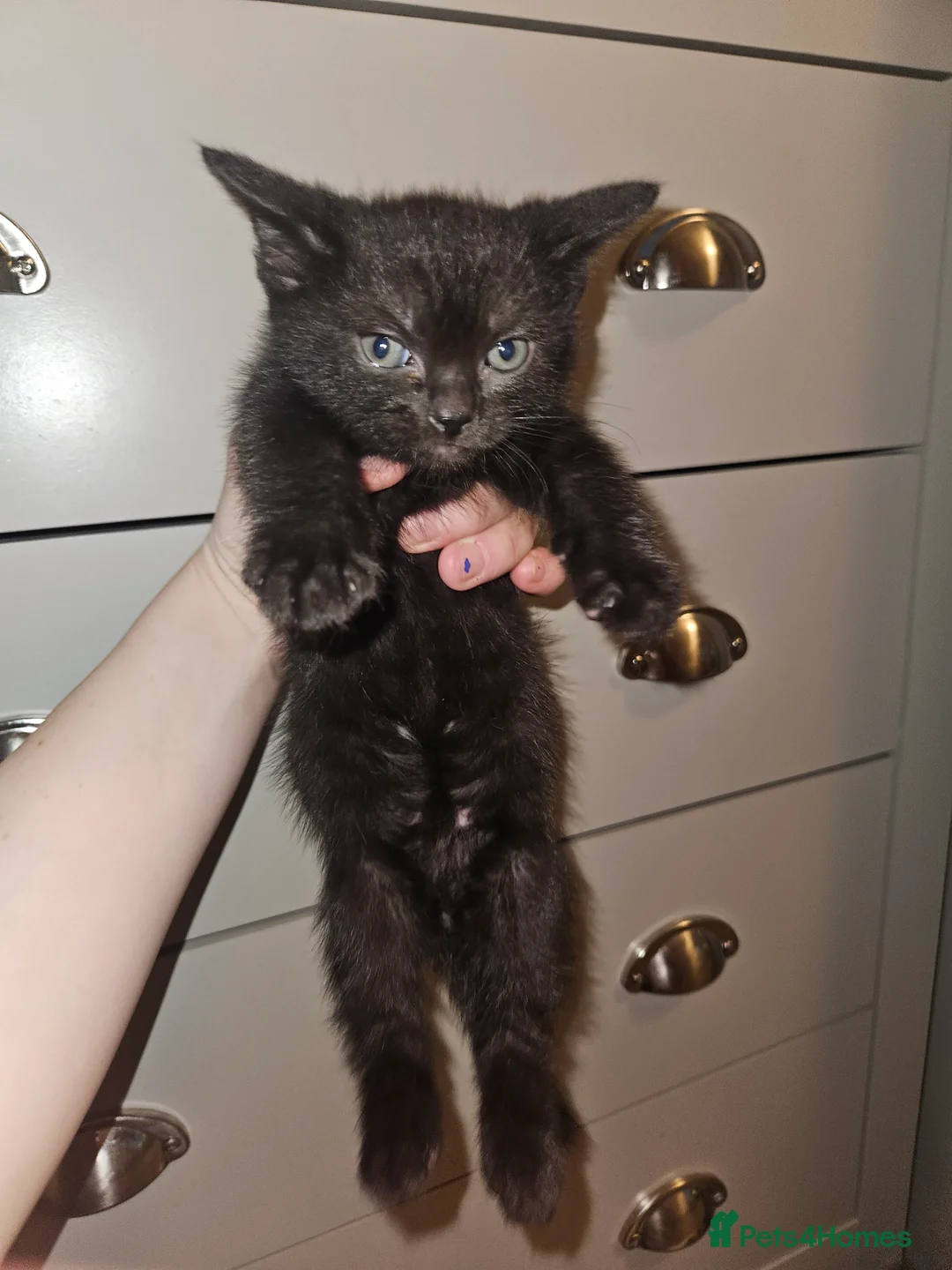Mixed Breed cats for sale: Kittens for sale - Advert 6