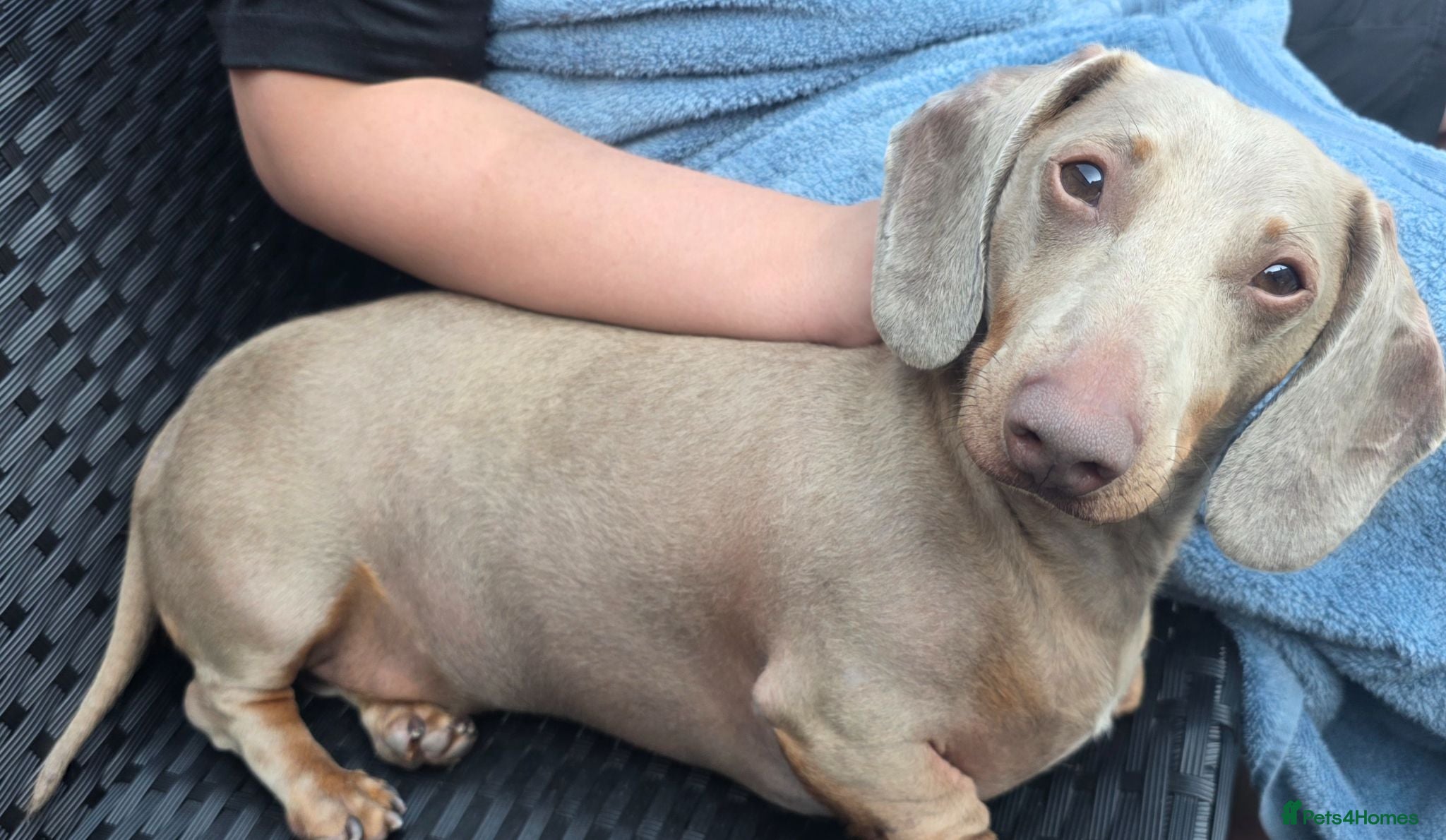 Miniature Dachshund dogs 🩵DIXIE🩵 3 Year Old Miniature Dachshund  - Advert 2