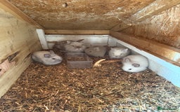 Lionhead rabbits for sale: Beautiful Double Maned Lionhead Rabbits - Image 2