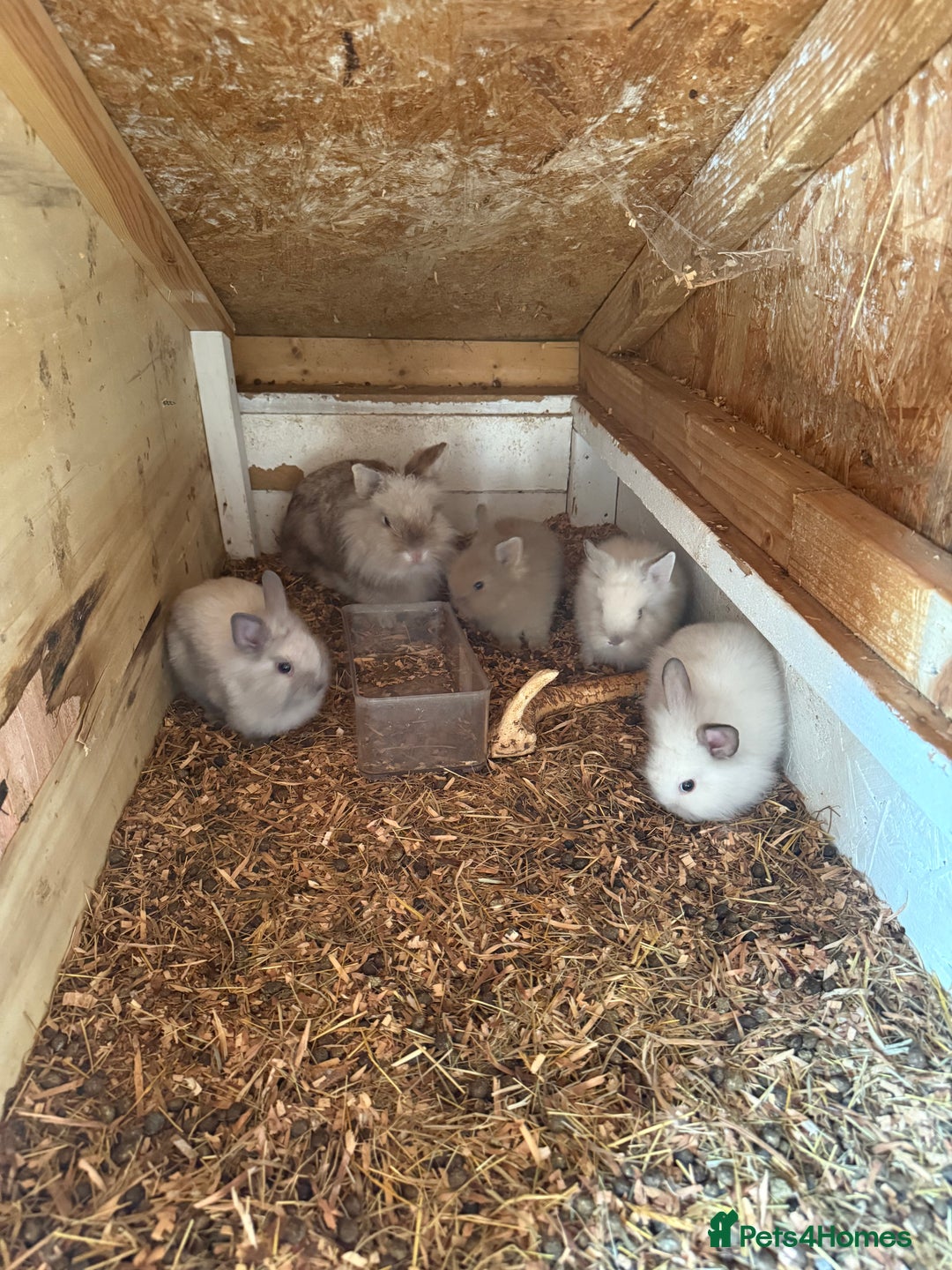 Lionhead rabbits for sale: Beautiful Double Maned Lionhead Rabbits - Image 2