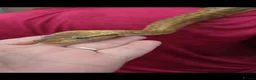 Python Snake reptiles for sale: 2 royal pythons up for sale  - Advert 5