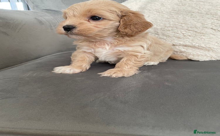 Maltipoo dogs - Advert 2