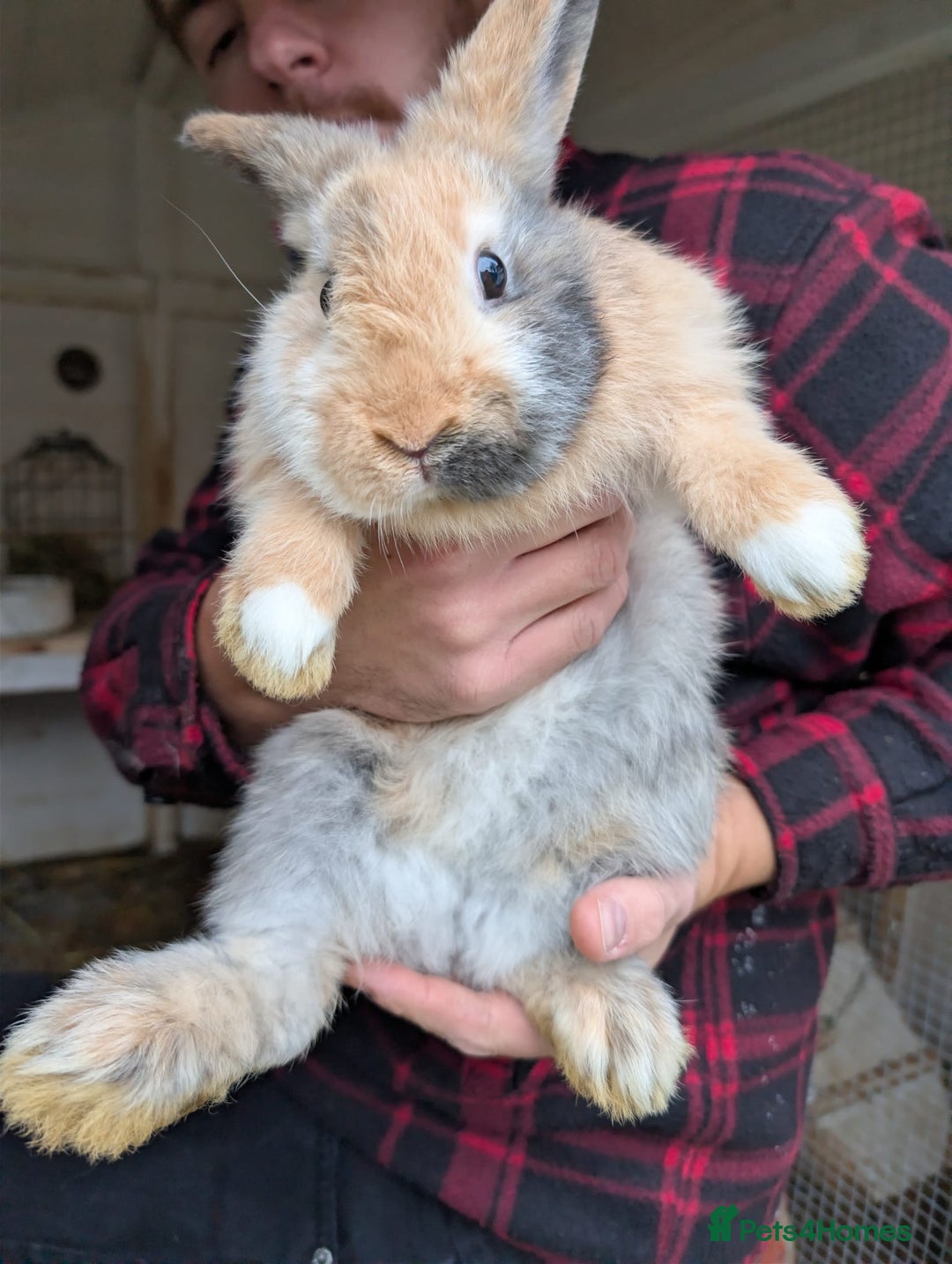 Mini Lion Lop rabbits for sale: Beautiful mini lion lop rabbits - Advert 1