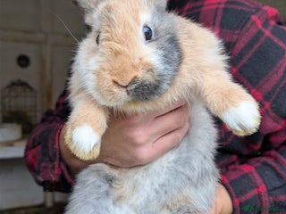 Mini Lion Lop rabbits Beautiful mini lion lop rabbits - Advert 1