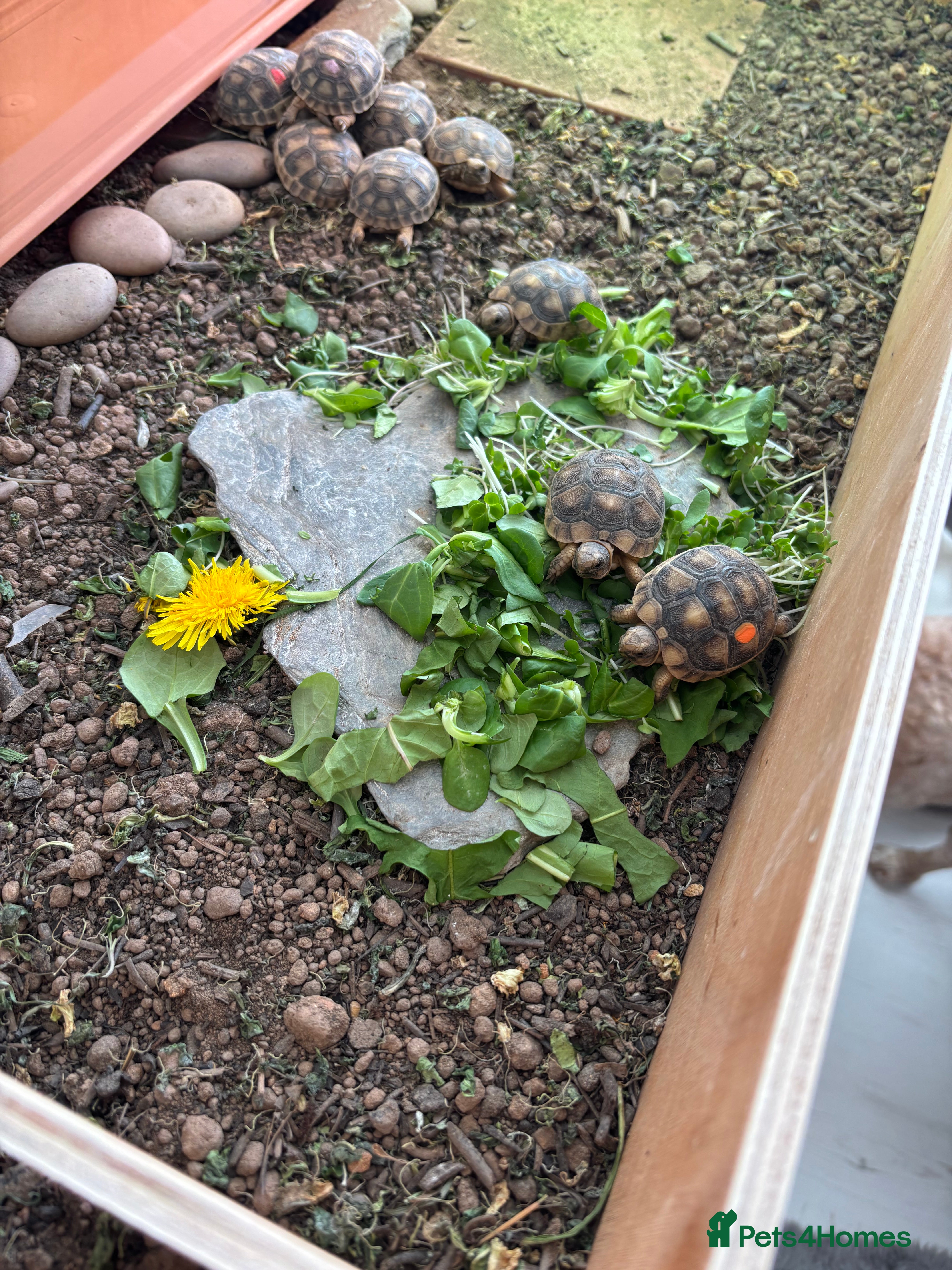 Tortoise reptiles Marginated Hatchlings Tortoises - Advert 2