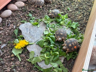 Tortoise reptiles Marginated Hatchlings Tortoises - Advert 2