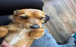 Mixed Breed dogs for sale: Mixed breed jack russel - Image 4