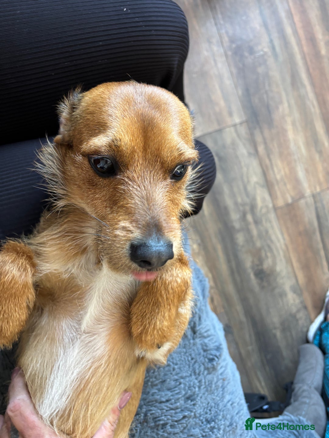 Mixed Breed dogs for sale: Mixed breed jack russel - Image 4