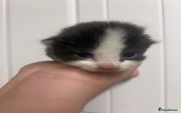 Mixed Breed cats for sale: 5 cute kittens - Image 3