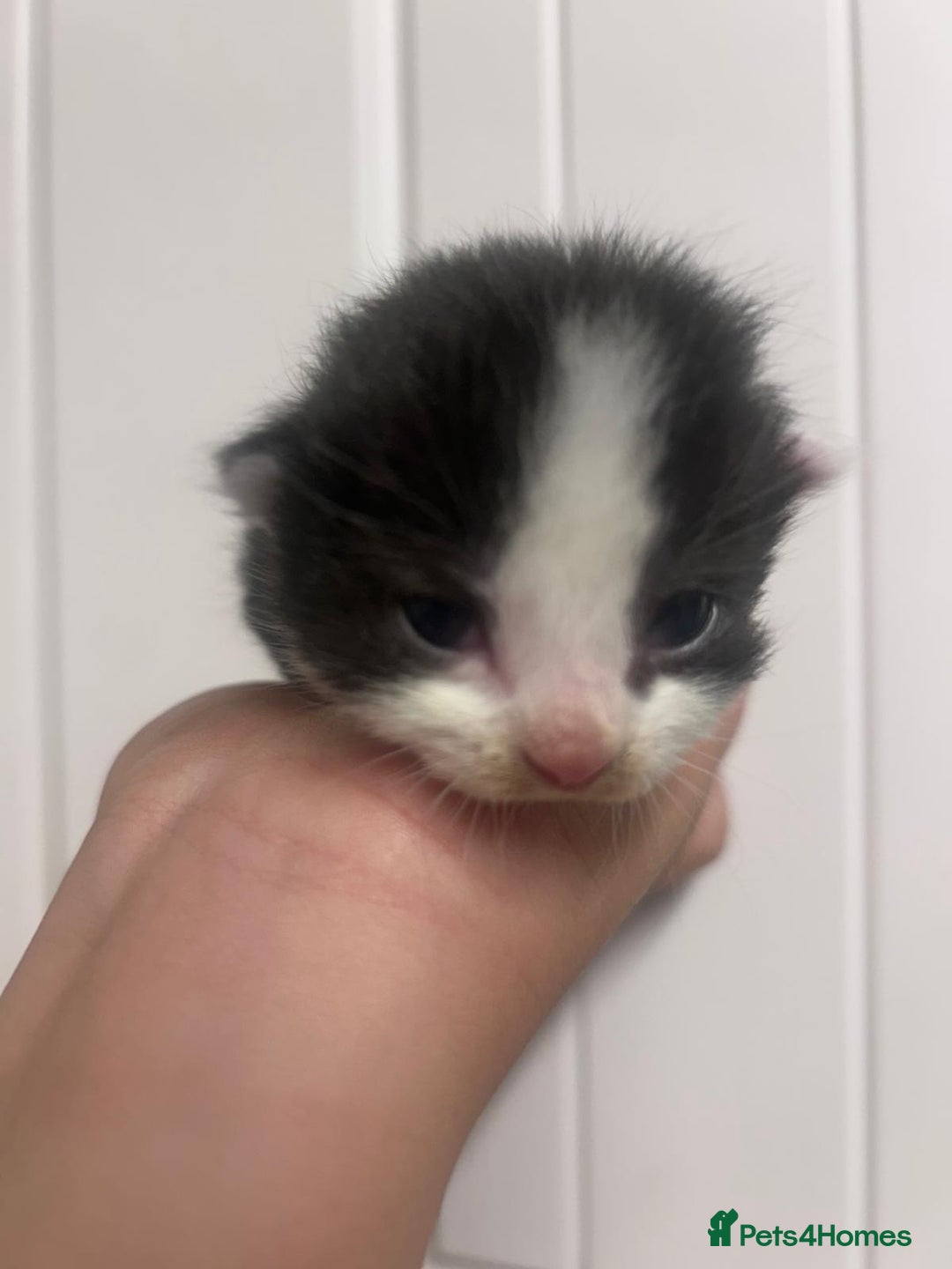 Mixed Breed cats for sale: 5 cute kittens - Image 3