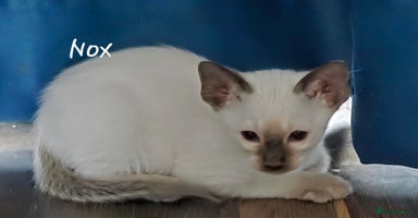 Siamese cats - Advert 14