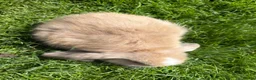 Mini Lop rabbits for sale: Beautiful pure breed mini lops😍 - Advert 16