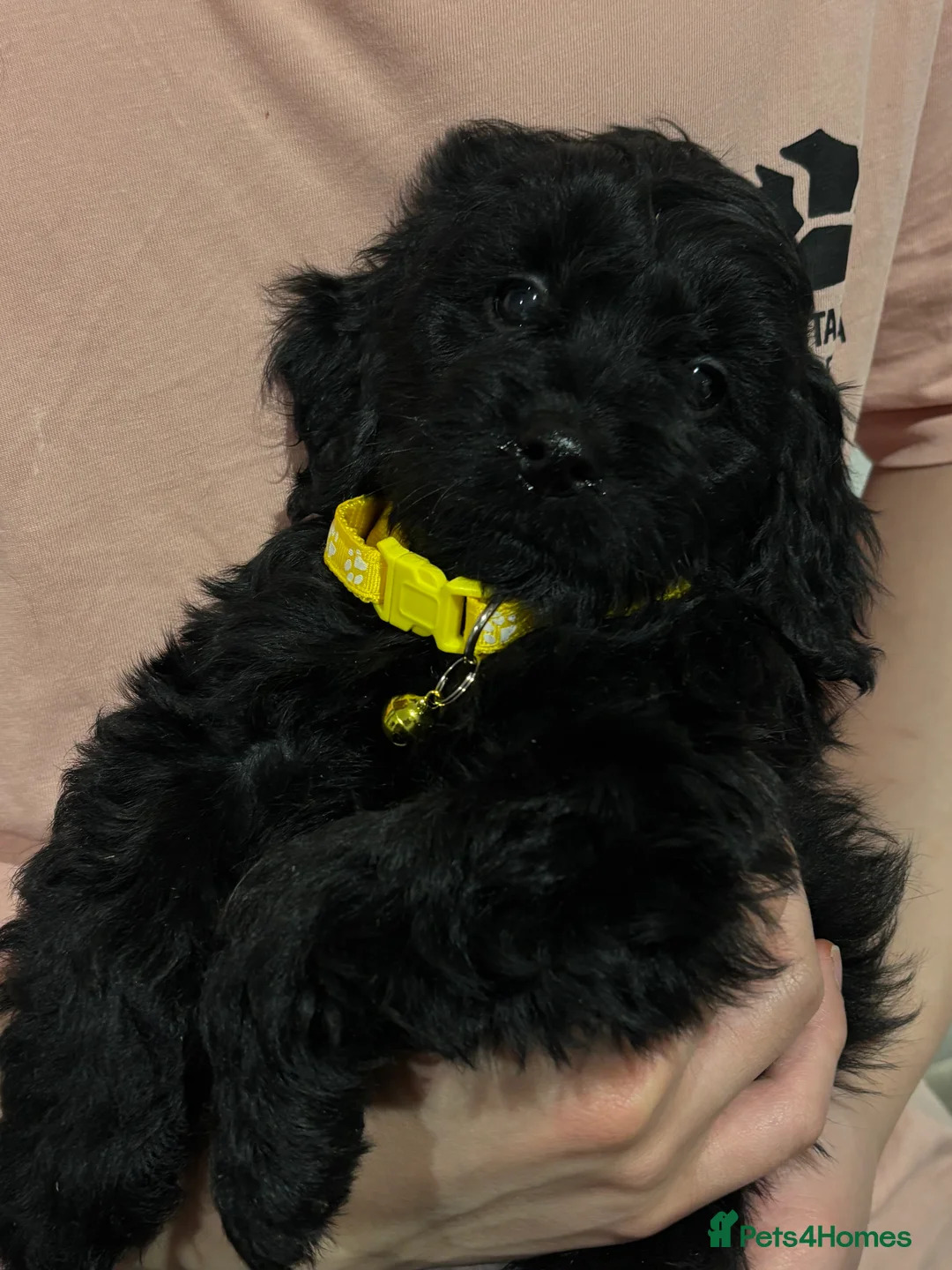 Cockapoo dogs for sale: Beautiful Cockapoo Puppies – 6 Boys & 2 Girls - Advert 24