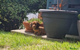 Dachshund dogs for sale: Champion sired, show quality miniature, ready now. - Image 4