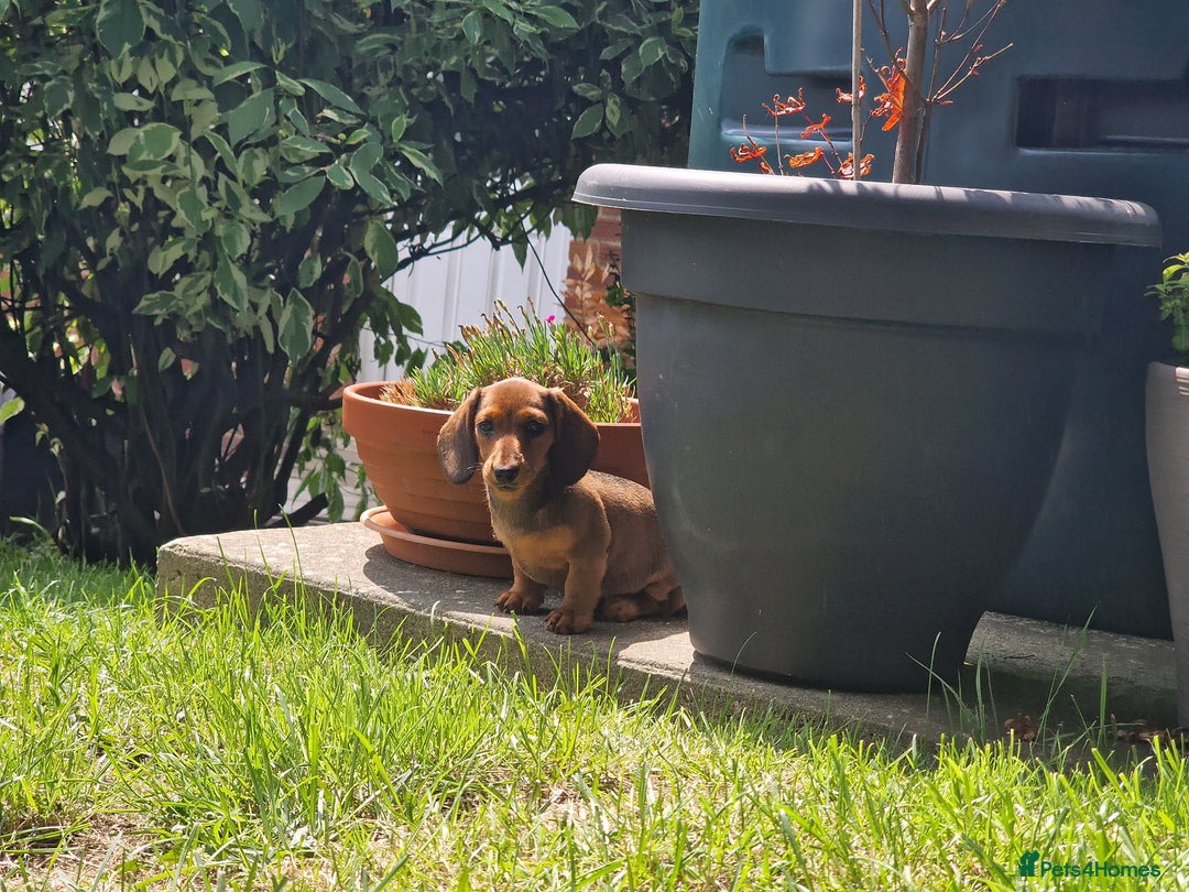 Dachshund dogs for sale: Champion sired, show quality miniature, ready now. - Image 4