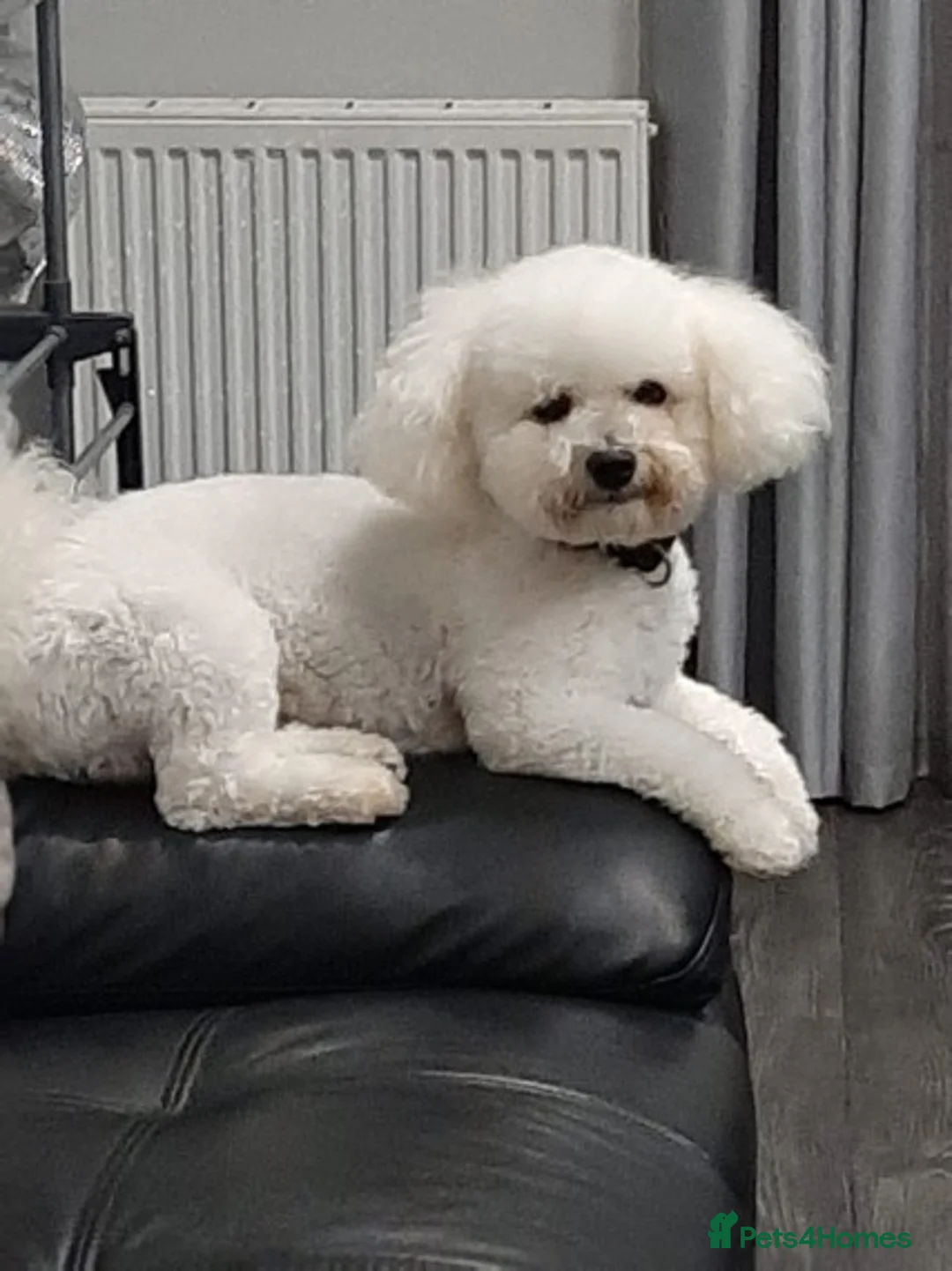 Bichon Frise dogs for stud: Dog for stud  pedigree bichon frise great dog in Newton Stewart - Advert 4