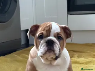 English Bulldog dogs Champion Sired KC Reg Bulldog Puppy - Advert 4